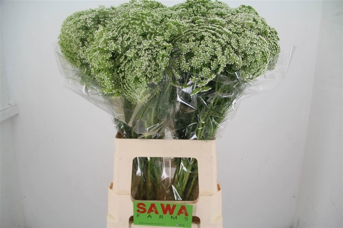 <h4>AMMI VISNAGA</h4>