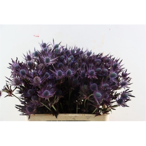 Eryn Red Magic Opgetrokken