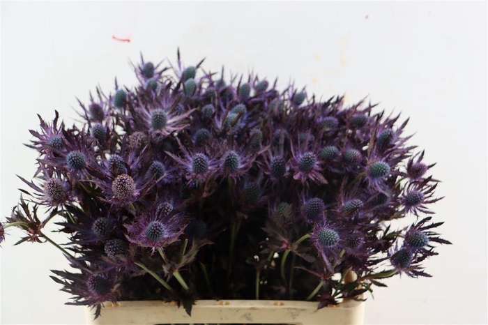 <h4>Eryn Red Magic Opgetrokken</h4>