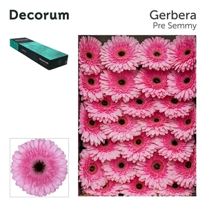 Gerbera Pre-Semmy Doos