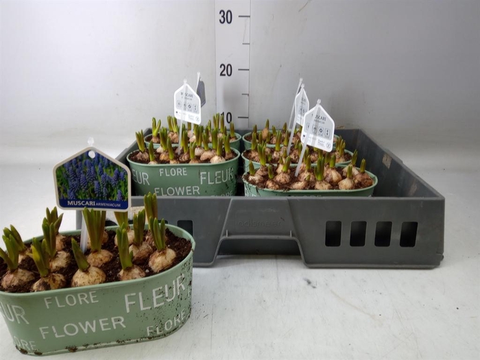 <h4>Arr.  Muscari L%</h4>