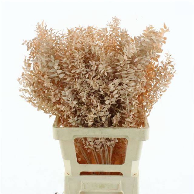 <h4>RUSCUS OV KLB H%</h4>