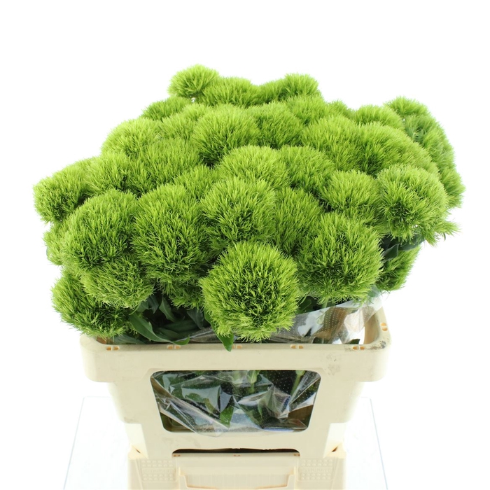 <h4>Di Barb Kiwi Mellow Extra</h4>