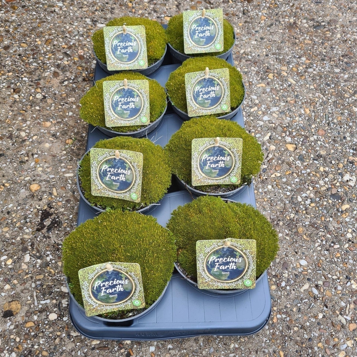 <h4>Vaste planten overig</h4>