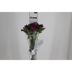 ALSTROEMERIA NAPOLI 080 CM