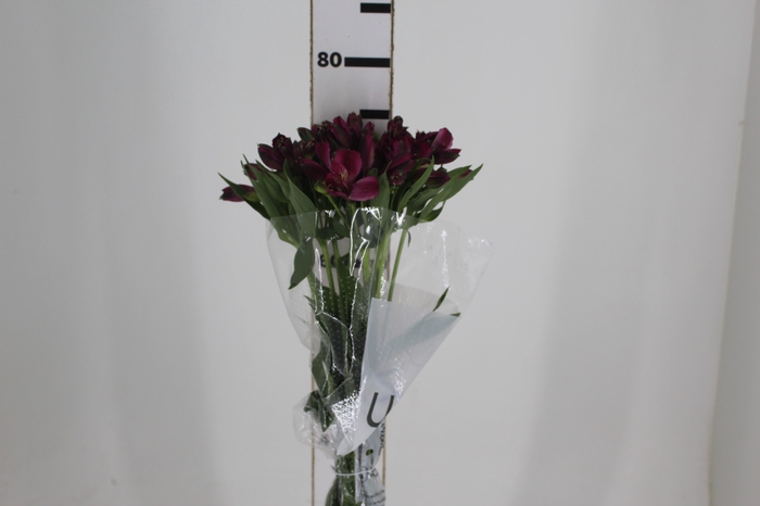 <h4>ALSTROEMERIA NAPOLI 080 CM</h4>