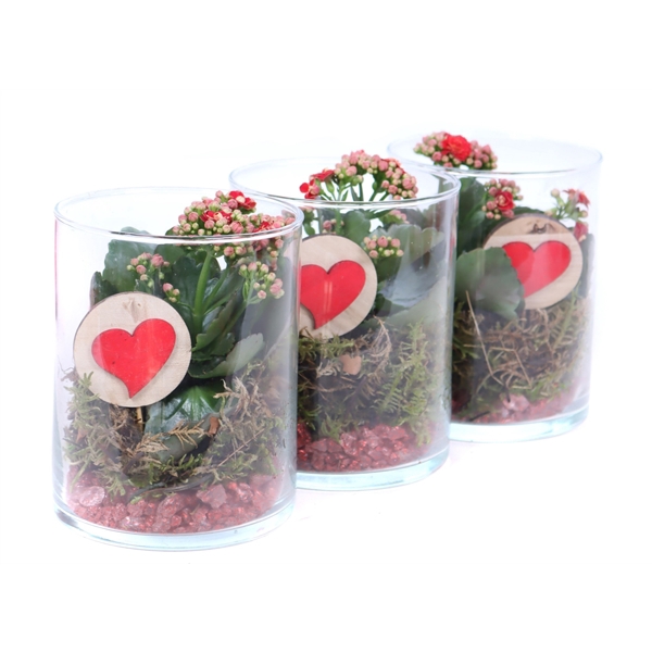 <h4>Opgemaakt cilinder glas met mos. kalanchoe en hart bijsteker</h4>