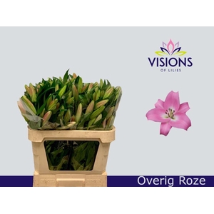 LI. OR OV 2+ ROZE
