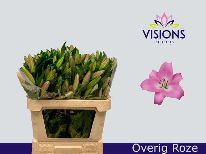 <h4>LI. OR OV 2+ ROZE</h4>