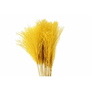 Dried Stipa Feather Yellow P. Stem