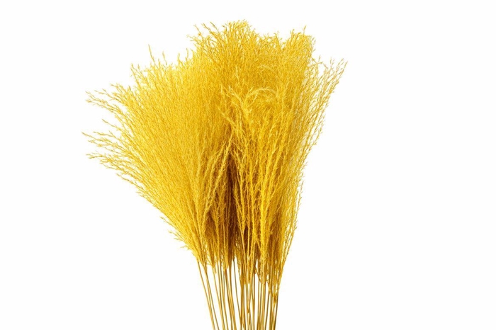 Dried Stipa Feather Yellow P. Stem