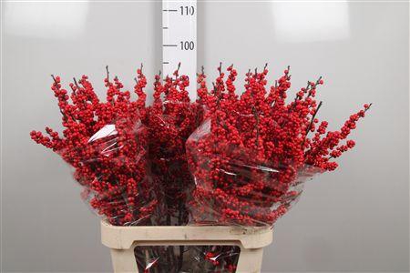 <h4>Ilex Ve Red Dream</h4>