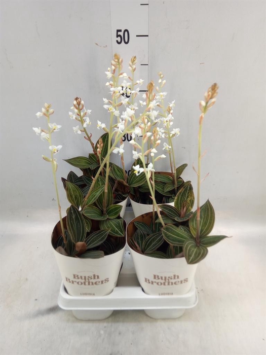 <h4>Ludisia discolor</h4>