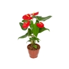 ANTHURIUM NEVADA P15