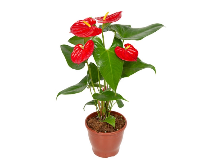 ANTHURIUM NEVADA P15