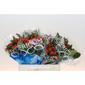 Hypericum Coco Diablo