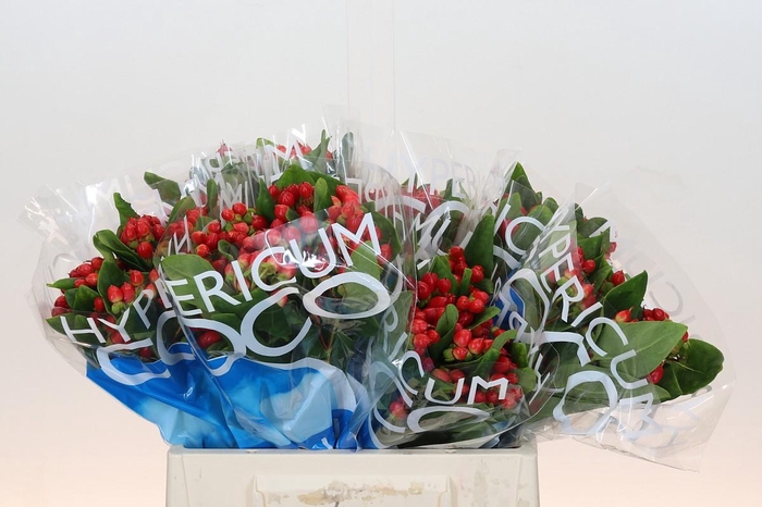 Hypericum Coco Diablo