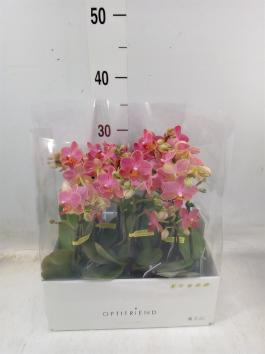 <h4>Phalaenopsis multi.   ...orange</h4>