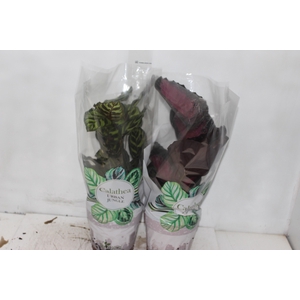 CALATHEA P17 VARIADO