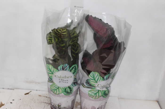 <h4>CALATHEA P17 VARIADO</h4>