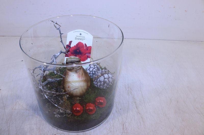 <h4>ARR HIPPEASTRUM</h4>