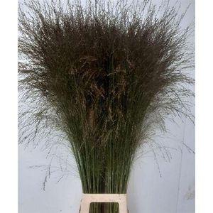 Siergras Panic Vi Thundercloud