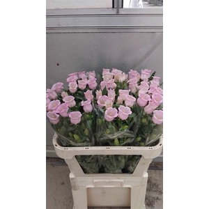 Camp M Campana Pink