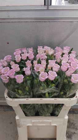 <h4>Camp M Campana Pink</h4>