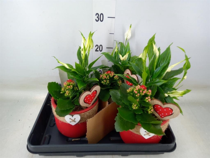 <h4>Arr.    Planten  L%</h4>