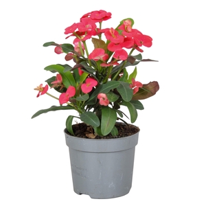 Euphorbia Milii Olympia