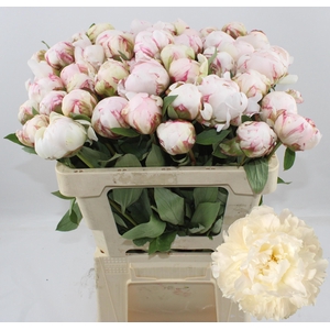 PAEO L BOWL OF CREAM