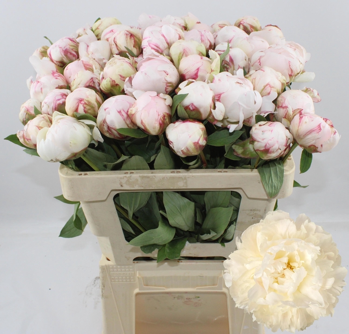 <h4>PAEO L BOWL OF CREAM</h4>