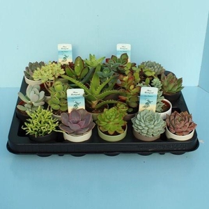 Bio Succulenten In DUBAI 205-SUC-DUBAI