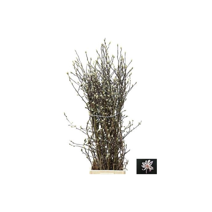 <h4>Magnolia White</h4>