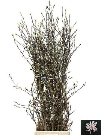 <h4>MAGNOLIA OV WHITE*</h4>