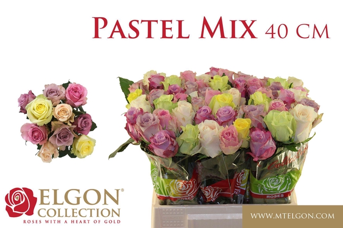 <h4>R GR +PASTEL GEM BS</h4>