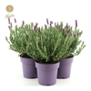 Lavandula Anouk