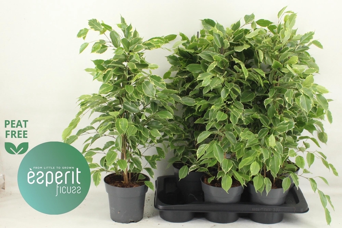 <h4>FIC BE GOLDEN KING</h4>