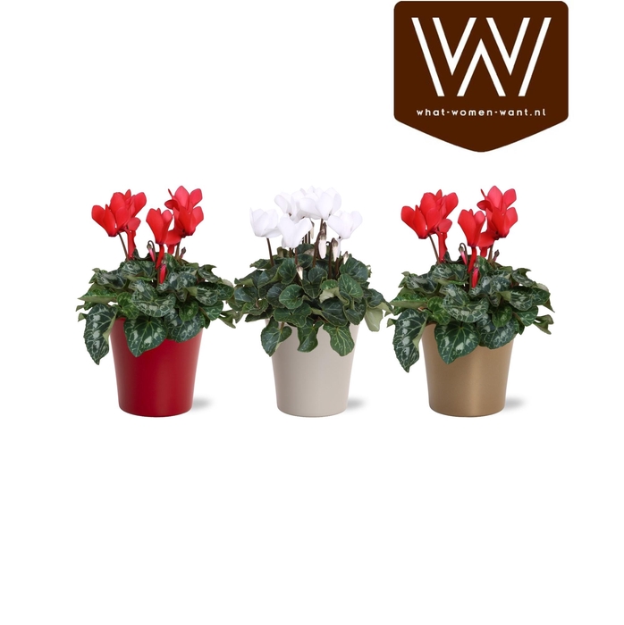 <h4>Collectie "Top Blend" Cyclamen rood en wit in gekleurd lotte keramiek kerst</h4>