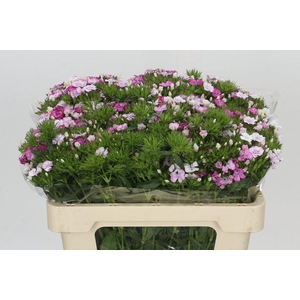 Dianthus Br Amazon Rose Magic