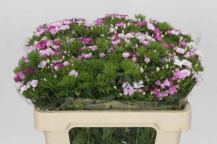 <h4>Dianthus Br Amazon Rose Magic</h4>