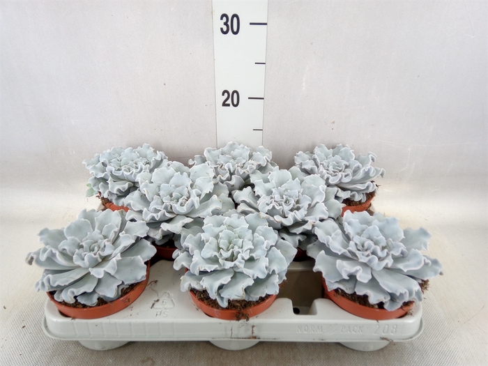 <h4>Echeveria   ...</h4>