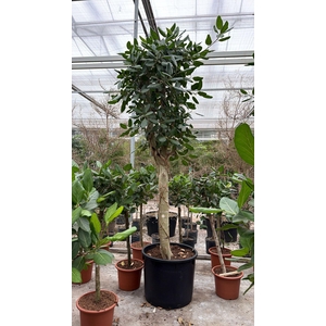 Ficus Benghalensis