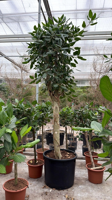 <h4>Ficus Benghalensis</h4>