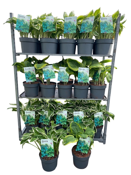 <h4>HOST X FORTUNEI</h4>