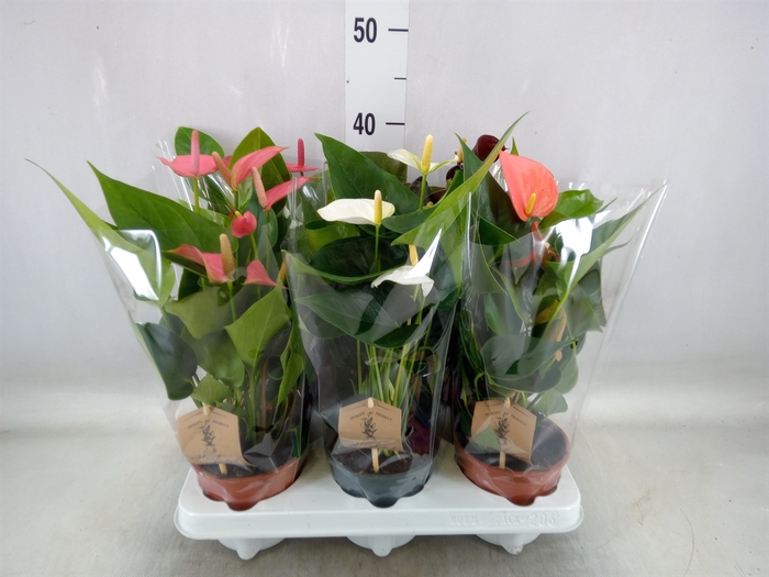 <h4>Anthurium   ...mix 4</h4>