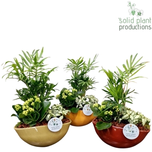 CH014 Evelyn Chamaedorea