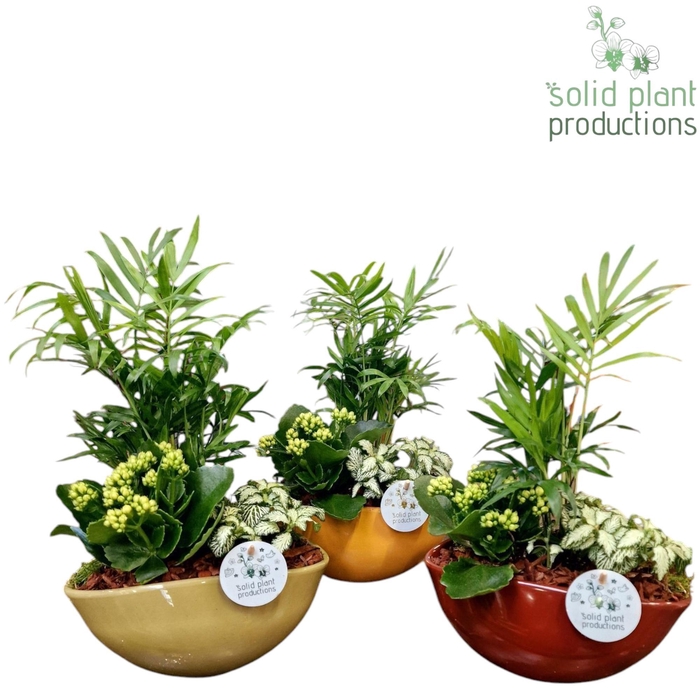 <h4>CH014 Evelyn Chamaedorea</h4>