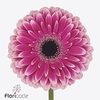 Gerbera diamond prelude