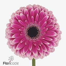 Gerbera diamond prelude